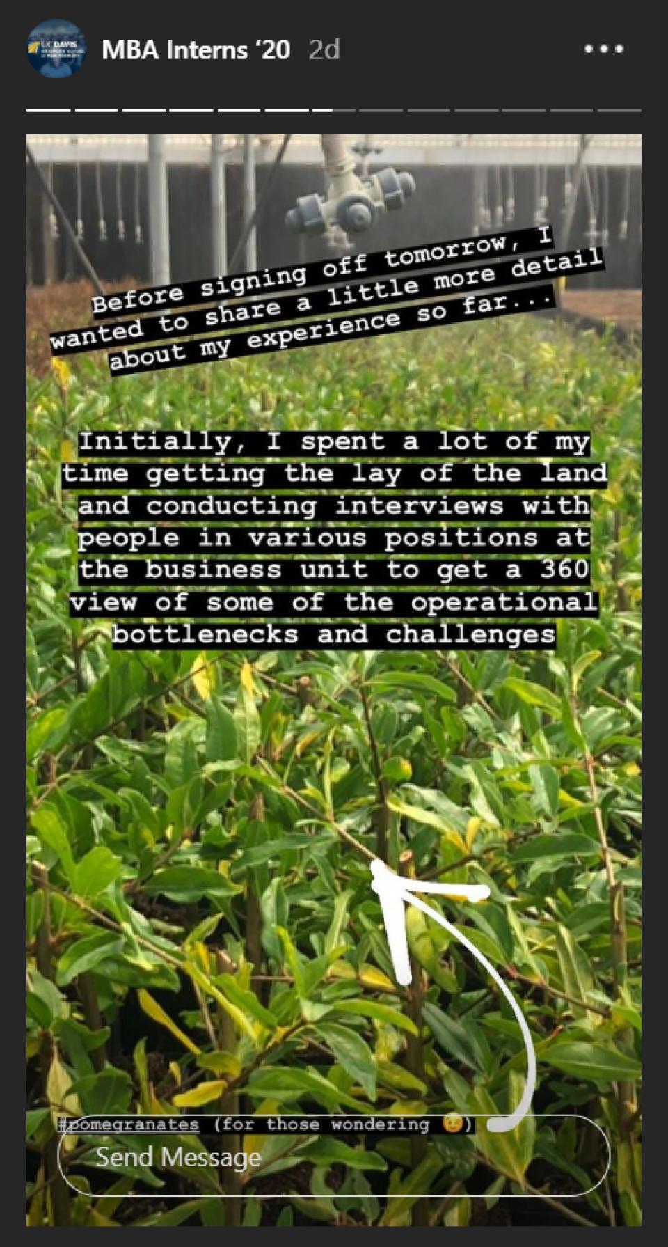 An instagram story of Kali writing about her internship, with pomegranate plants in the background